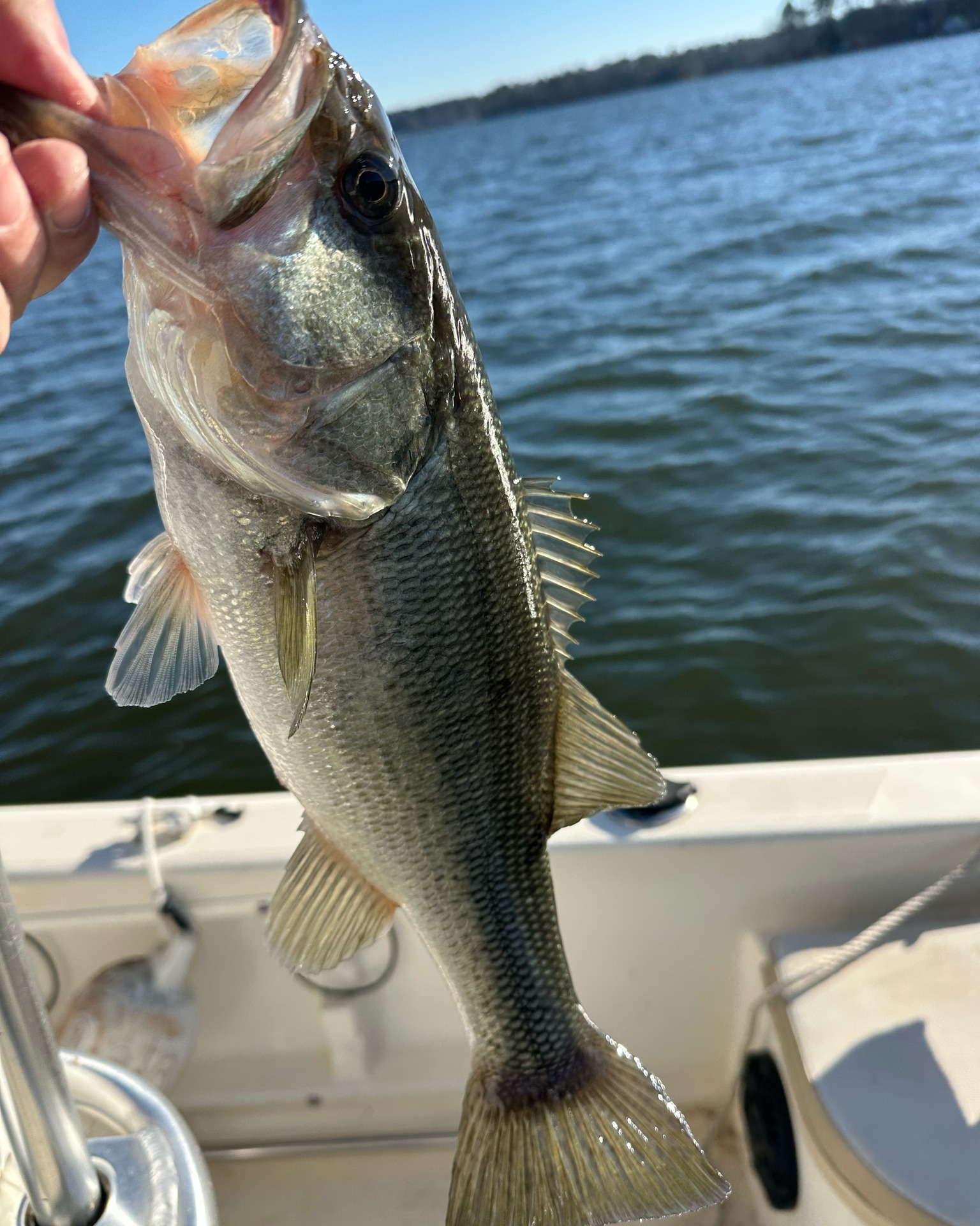Lake Murray in Late Summer: What to Do Before Fall Arrives