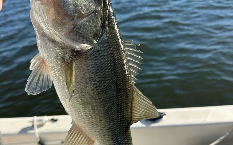 Lake Murray in Late Summer: What to Do Before Fall Arrives
