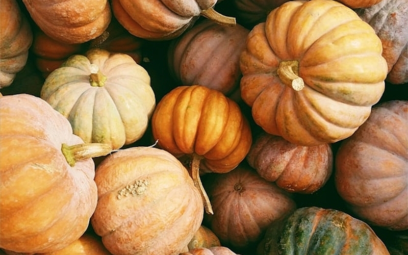 Fall Foliage on Lake Murray: The Best Scenic Spots to See Autumn Colors