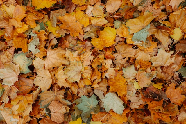 The Best Fall Preview Activities Around Lake Murray in September
